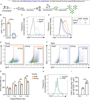 An Aged Microenvironment Increases CAR T Cell Cytotoxicity but Impairs Therapeutic Efficacy