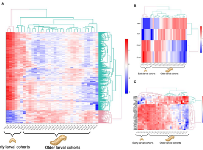 Unraveling forensic timelines using molecular markers in Phormia regina maggots