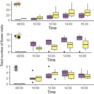 Divergent Behavioral Responses to Resource Limitations by Honey Bees, Bumble Bees, and Mason Bees