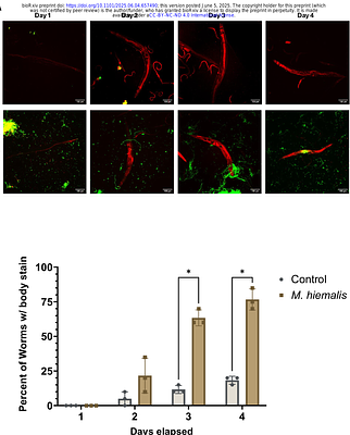 Novel infection by Mucor hiemalis kills Caenorhabditis hosts through intestinal perforation