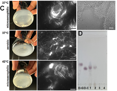 Diverse horizontally transferred cellulose biosynthesis gene clusters in Escherichia coli strains