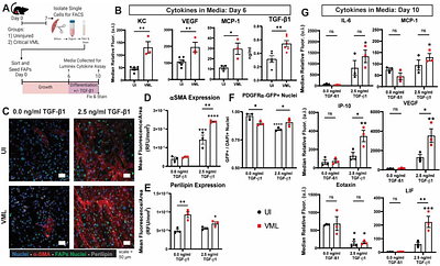 Aberrant Fibro-Adipogenic Progenitor Subpopulations Drive Volumetric Muscle Loss-Induced Fibrosis