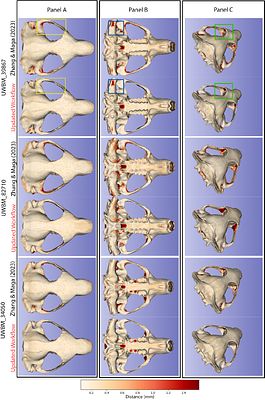 SlicerMorph Photogrammetry: An Open-Source Photogrammetry Workflow for Reconstructing 3D Models