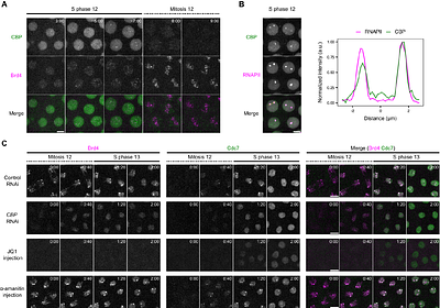A mitotic bookmark coordinates transcription and replication