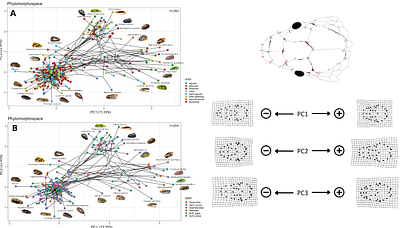 Divergent paths, convergent heads: morphological adaptation of head shape to ecological niches in snakes.
