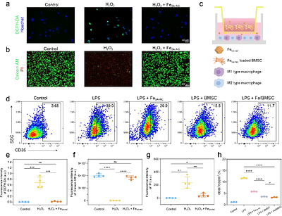 Spin-State Modulation by Atom-Cluster Synergy Steers H2O2 Conversion toward a Catalase-like Decomposition Pathway for Anti-Inflammatory Therapy