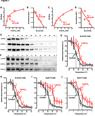 Protective Effect of 2-Hydroxyestrone and2-Hydroxyestradiol Against Chemically-Induced Hepatotoxicity In Vitro and In Vivo