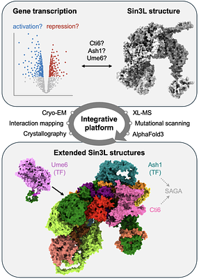 Dynamic engagement of dual-role regulators by the Sin3 complex