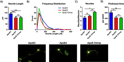 Chimpanzee and human ApoE isoforms differ in the stimulation of neurite differentiation consistent with structural predictions with relevance to brain development and aging