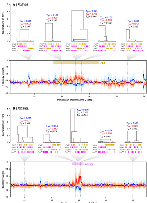 Genealogical analysis of replicate flower colour hybrid zones in Antirrhinum