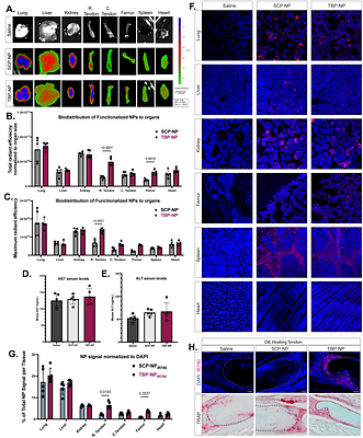 Development of a Nanoparticle-Based Tendon-Targeting Drug Delivery System to Pharmacologically Modulate Tendon Healing