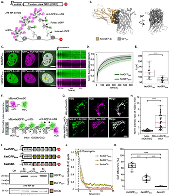 Live-cell co-translational folding tracking reveals bidirectional coupling between translation and folding