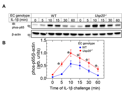 Inflammation-induced endothelial cell activation and angiogenic sprouting are downmodulated by ubiquitin-specific peptidase 20