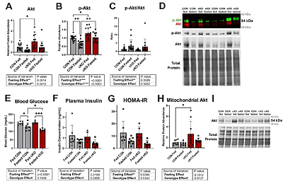 PFKFB2 is Pivotal for Metabolic Flexibility and Differential Glucose Utilization