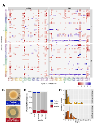 Physiological, Behavioral, and Genetic Factors that Shape Interactions in a Plant-Growth-Promoting Maize Rhizosphere Synthetic Community