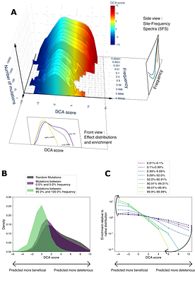 Linking Codon- and Protein-Level Mutation Scores to Population Genetics Reveals Heterogeneous Selection Efficiency Across Escherichia coli Lineages