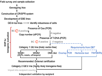 From lab to field: analyses of genome-edited bacterial blight resistant rice