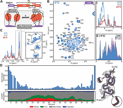 The dynamic and heterogeneous structure of the non-canonical inflammasome