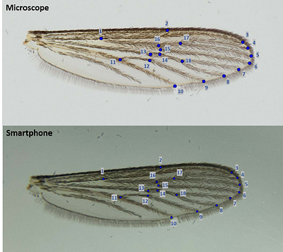 Accurate identification of invasive Aedes mosquito species using low-cost imaging and geometric wing morphometrics