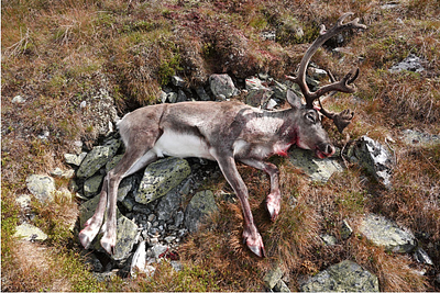 Chromosome-level genome assembly of Norwegian wild alpine reindeer (Rangifer tarandus tarandus)