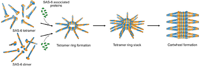 The native structure of the Trichonympha centriole cartwheel reveals a zigzag stacking pattern