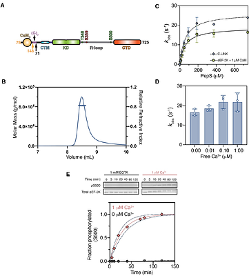 The Critical Role of the C-terminal Lobe of Calmodulin in Activating Eukaryotic Elongation Factor 2 Kinase