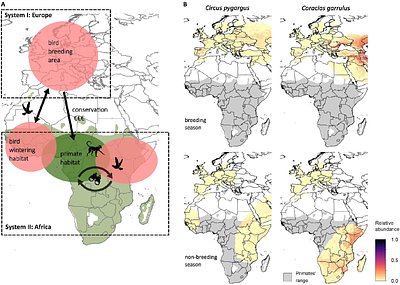 Birds protected in Europe, overlooked in Africa: conservation synergies between African primates and wintering Afro-Palearctic migratory birds