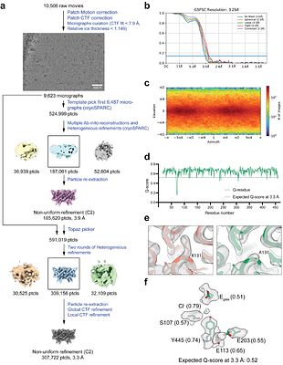 Molecular mechanism of exchange coupling in CLC chloride/proton antiporters
