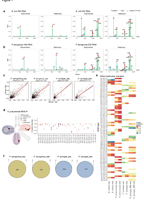 Quantitative RNA pseudouridine landscape reveals dynamic modification patterns and evolutionary conservation across bacterial species