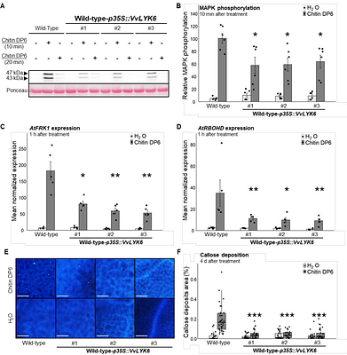 The Vitis vinifera receptor VvLYK6 negatively regulates chitin-triggered immune responses and promotes fungal infections