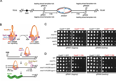 Asymmetrical recognition and processing of double-strand breaks formed during DNA replication