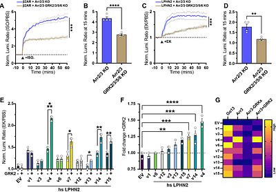 Cytoplasmic tail composition modulates the G protein and arrestin-3 signaling bias of the adhesion GPCR LPHN2