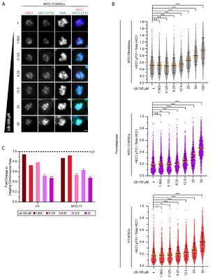 Developmental regulation of kinetochore phosphorylation determines mitotic fidelity