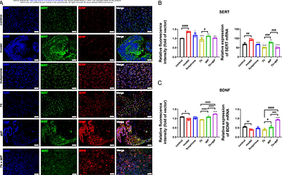 Synergistic neuroprotective and cognitive-enhancing effects of Walnut Peptide and Theanine in human brain organoid and mouse stress models