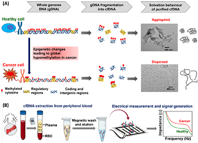 Impedance-based assay for pan-cancer early and rapid detection of cell-free DNA