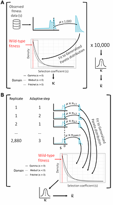 The distribution of fitness effects during adaptive walks using a simple genetic network