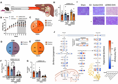 Hepatocyte Estrogen Receptor α Mediates Estrogen-induced Augmentation of Hepatic 1 Mitochondrial Respiration Following Ovariectomy.