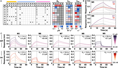 Engineered OAA lectins as selective and sensitive high mannose glycan targeting tools