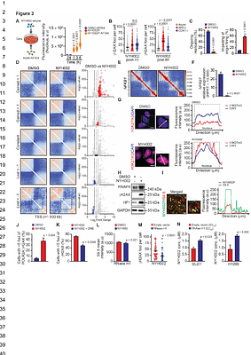 A First-in-Class Therapy Targeting Transcription-Replication Conflicts Drives Synthetic Lethality in Homologous Recombination Deficient Cancers