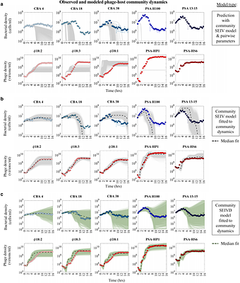 Emergent higher-order interactions enable coexistence in phage-bacteria community dynamics