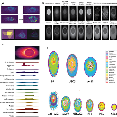 Cell shapes decode molecular phenotypes in image-basedspatial proteomics