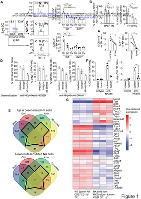 ITPKB is a conserved regulator of natural killer cell desensitization/education that constrains antitumor immunity