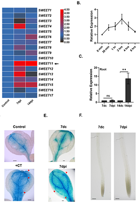 The systemically induced sugar transporter SWEET11 regulates growth-defense trade-offs during Serendipita indica symbiosis in Arabidopsis