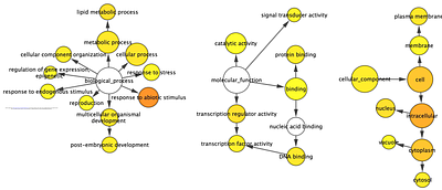 Constitutive expression of full-length or partial of SOC1 genes for yield enhancement in tomato