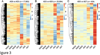 The dynamics of piRNA expression in Blattella germanica ovaries