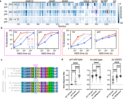 The structural basis of cold sensitivity