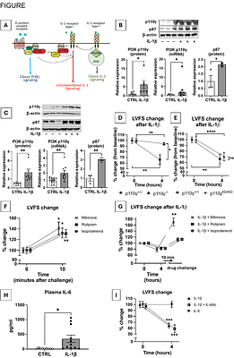 UNCONVENTIONAL INTERLEUKIN-1 SIGNALING IN CARDIAC DYSFUNCTION