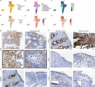 An organoid model of the menstrual cycle reveals the role of the luminal epithelium in regeneration of the human endometrium