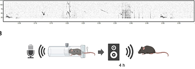 Pain-stimulated ultrasound vocalizations and their impact on pain response in mice