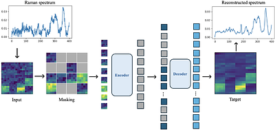 RamanMAE: Masked Autoencoders Enable Efficient Molecular Imaging by Learning Biologically Meaningful Spectral Representations